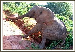 Mulika playing in the road