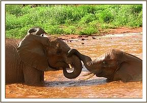 Mpala playing with Salama
