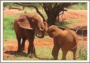 Laikipia & Siria playing