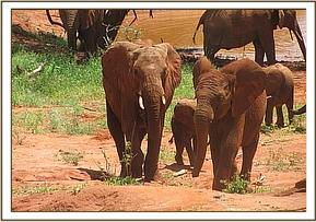 Edie (left), her calf & Lempaute