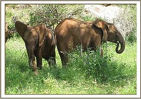 Lesanju & Taveta in the shade