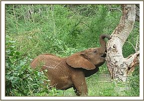 Lempaute playing with a tree trunk