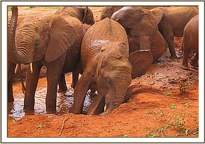 Lesanju and others at the mudbath
