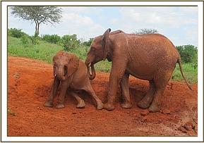 Lesanju and Dida dustbathing