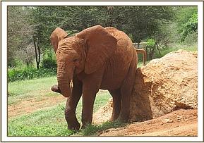 Lempuate scratching against a rock