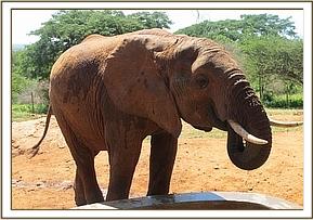 Tsavo having a drink