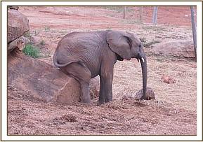 Orwa scratching