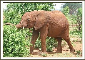 Arruba enjoying juicy green leaves