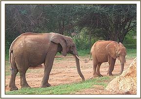 Lesanju moving closer to Nguvu to greet him