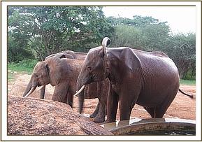 Lesanju with her herd
