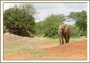 Ex Orphan Bull Tomboi joining the orphans