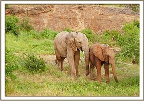 Orwa browsing with Kamok