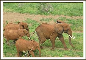Lesanju with Emily's herd