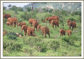Emily and Lesanju's herd
