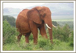 Laikipia following Emily's herd