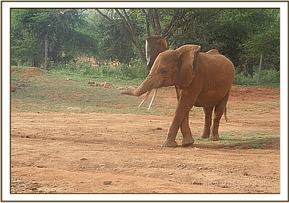 Lempaute left to enjoy dairy cubes