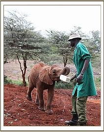 Kiasa arrives for milk