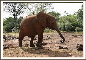 Enkesha heading to the bushes