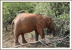 Enkesha browsing