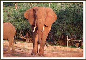 Laikipia at the stockade