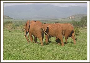 Lempaute, Kivuko and Sinya follow Laikipia