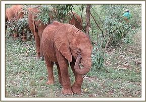 Kiasa rubbing her eye