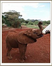 Kiasa downing a milk bottle