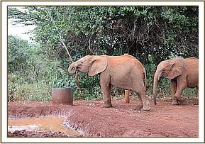 Emoli at the mudbath