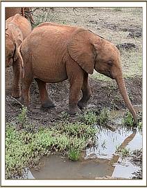 Ambo drinking from a stream