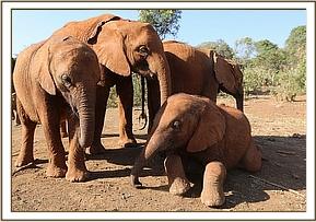 Musiara, Malkia and Sattao
