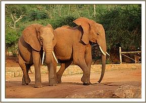 Lempaute and Lesanju arrive at the stockades