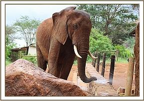 Laikipia at the stockade in the afternoon