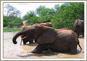 Yatta wallowing in the mudbath
