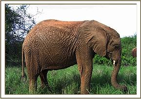 Taita feeding on some nice green shoots