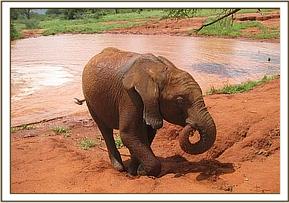 Lesanju heads for the dust bath