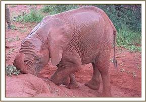 Sinya soil bathing