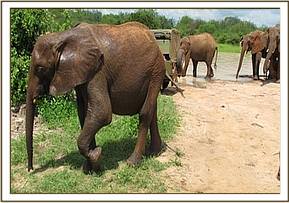 Yatta's group comes to the mudbath