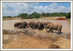 Lualeni in the mudbath with the orphans