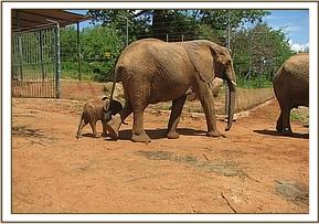 Mulika and baby Mwende
