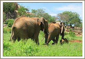 Mulika, Kinna and Mwende