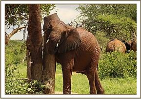Orwa scratching