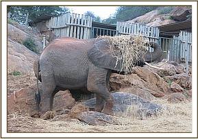 Yatta playing with the dry grass