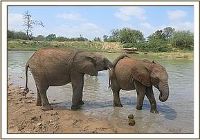 Orwa relaxing his trunk on Bomani's back