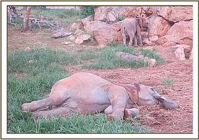 Orwa having a roll