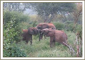 Orwa playing with Yetu