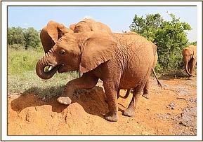Arruba preparing for a dust bath