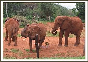 Laikipia coming to show interest with Edie