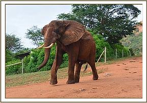 Laikipia arriving at the stockades