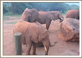 Lesanju's herd arriving back in the stockade
