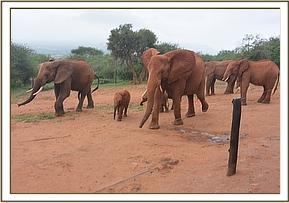 Emily's herd arriving in the stockade